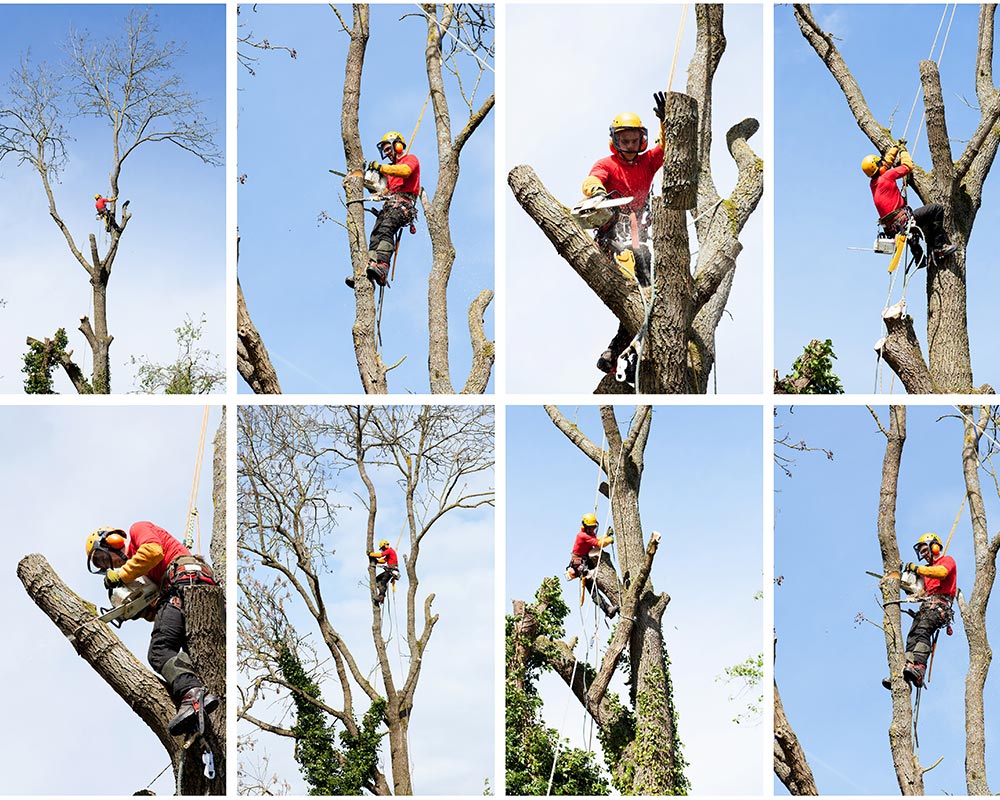 Élagage et abattage d’arbres à Montauroux 